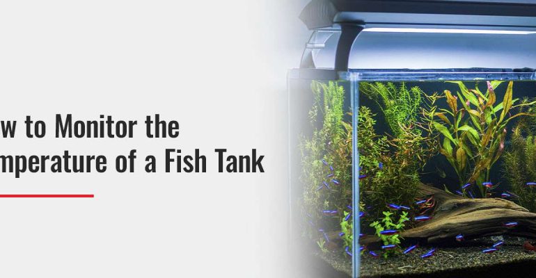 How to Monitor the Temperature of a Fish Tank