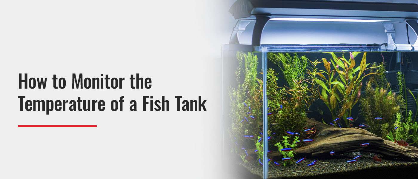 How to Monitor the Temperature of a Fish Tank